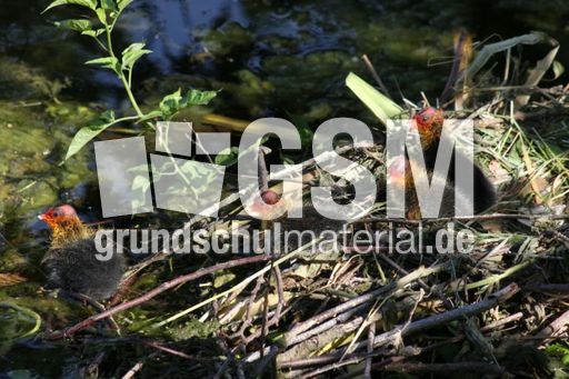 Blässhühner 032.jpg